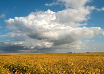 U.S. corn and soybean markets may depend on Brazil monsoon season for direction - Agweek