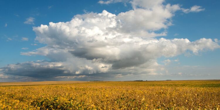 U.S. corn and soybean markets may depend on Brazil monsoon season for direction - Agweek