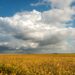 U.S. corn and soybean markets may depend on Brazil monsoon season for direction - Agweek