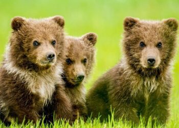 USA’ And Actor Michael Spears