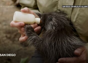 Veterinarians successfully perform C-section for a North American porcupine