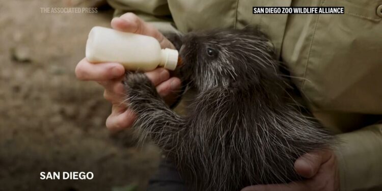 Veterinarians successfully perform C-section for a North American porcupine