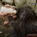 Veterinarians successfully perform C-section for a North American porcupine