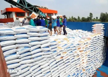 Rice has always accounted for the largest part in Vietnam's export revenues from Cuba. (Photo: VNA)