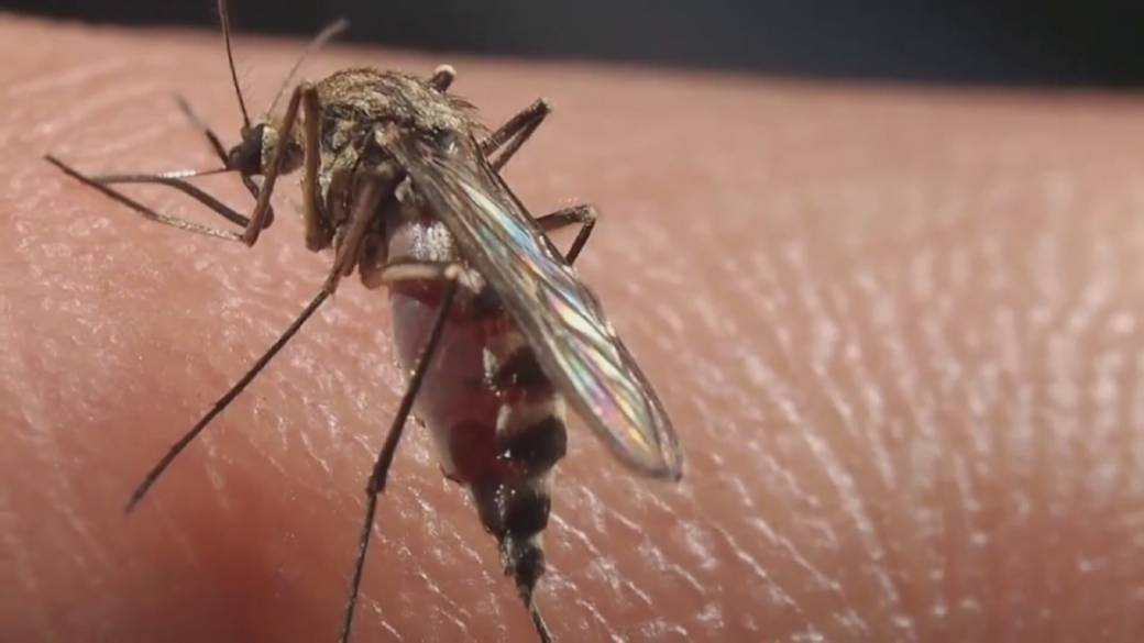 Click to play video: 'Health Matters: Spike in dengue fever infections'