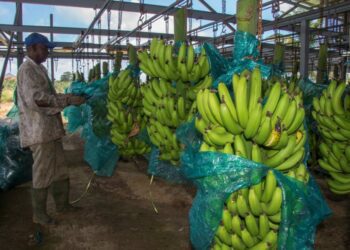 What about food security? - Jamaica Observer