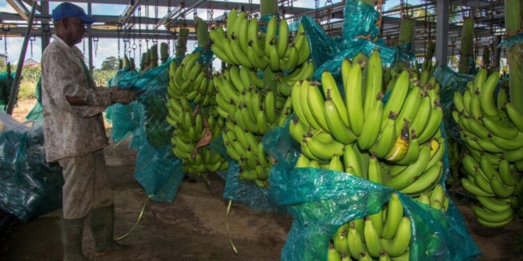 What about food security? - Jamaica Observer