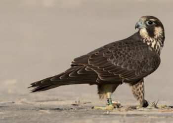 Why Are Peregrine Falcon Numbers Falling in the United States Again?