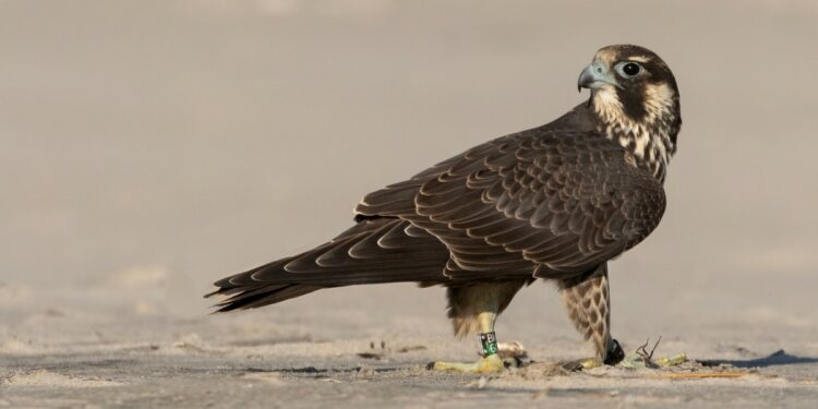 Why Are Peregrine Falcon Numbers Falling in the United States Again?