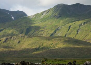 Why an Alaska island searches a rat that might not exist – NBC 5 Dallas-Fort Worth