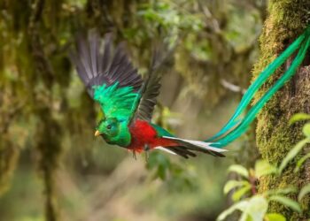 Wildlife Spotlight: Exploring ChiriquÃ, Panama's Bird-Filled Paradise