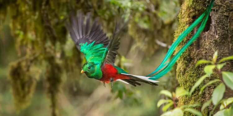 Wildlife Spotlight: Exploring Chiriquí, Panama's Bird-Filled Paradise