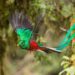 Wildlife Spotlight: Exploring Chiriquí, Panama's Bird-Filled Paradise