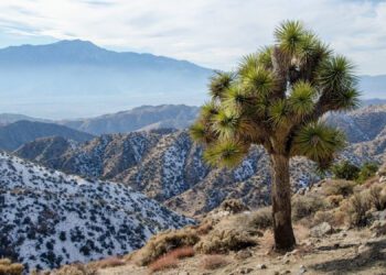 With hotter, drier weather, California’s Joshua Trees are in trouble