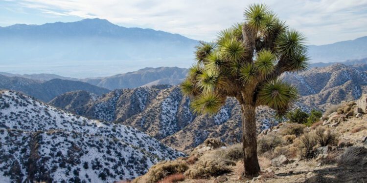 With hotter, drier weather, California’s Joshua Trees are in trouble