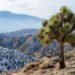 With hotter, drier weather, California’s Joshua Trees are in trouble