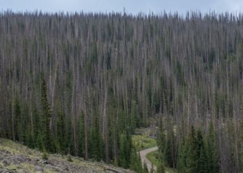 The task of tackling environmental impacts along the Colorado Trail is ever-evolving | News