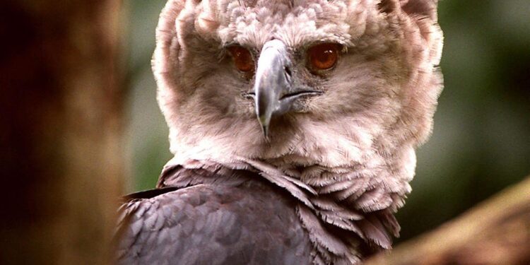 Panama Is Paradise For Rainforests, Wildlife, And Potential Partners