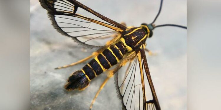 Tropical moths travel 4,500 miles in woman's bag