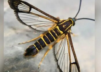 Tropical moths travel from Guyana to Wales in woman's bag