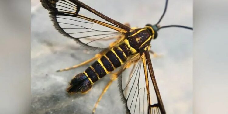 Tropical moths travel from Guyana to Wales in woman's bag