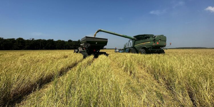 Why Arkansas Rice Is the Backbone of the U.S. Sake Movement