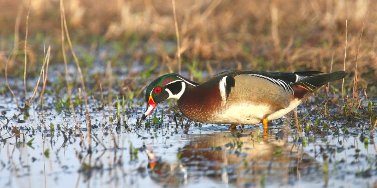 Wood Duck Recovery Offers Hope for Endangered Birds Across America