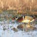 Wood Duck Recovery Offers Hope for Endangered Birds Across America