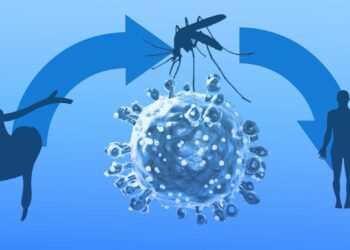 Oropouche virus spreads in South America as scientists warn of potential outbreaks in the U.S.