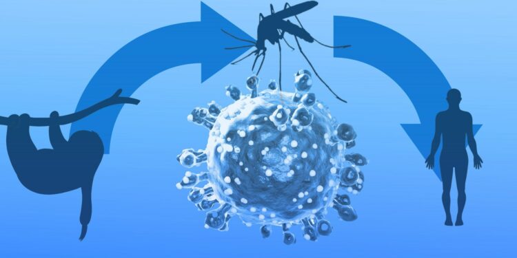 Oropouche virus spreads in South America as scientists warn of potential outbreaks in the U.S.