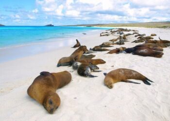 TTG - Cruise - Overcapacity, influencers and the rise of Greenland, plus six other expedition cruise talking points