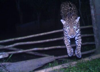 For ranchers in Costa Rica, jaguars and pumas become unexpected allies