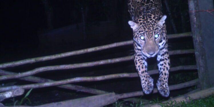 For ranchers in Costa Rica, jaguars and pumas become unexpected allies