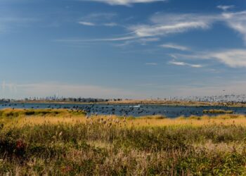 Climate change is displacing fish in Jamaica Bay, Queens College study finds  – QNS