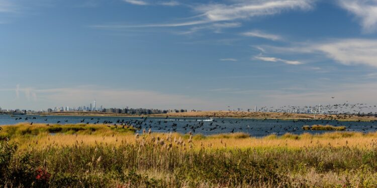 Climate change is displacing fish in Jamaica Bay, Queens College study finds  – QNS