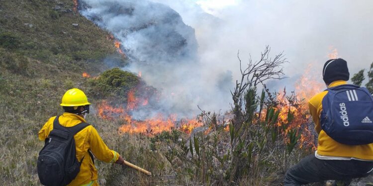 Incendios forestales devastan millones de hectáreas en América Latina