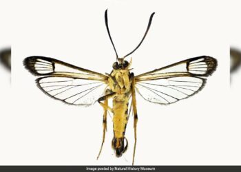 New Species Of Moth Travelled More Than 7,000 Km In Woman's Bag