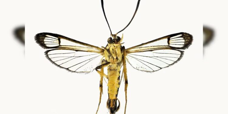 New Species Of Moth Travelled More Than 7,000 Km In Woman's Bag