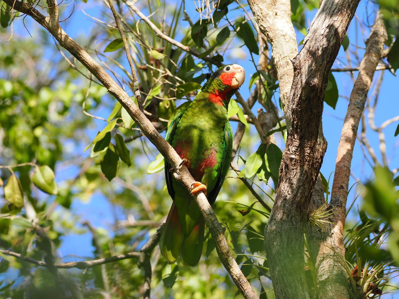 The Cayman Islands Parrot is a native species which can't be found anywhere else in the world Photo: Tonja Wight