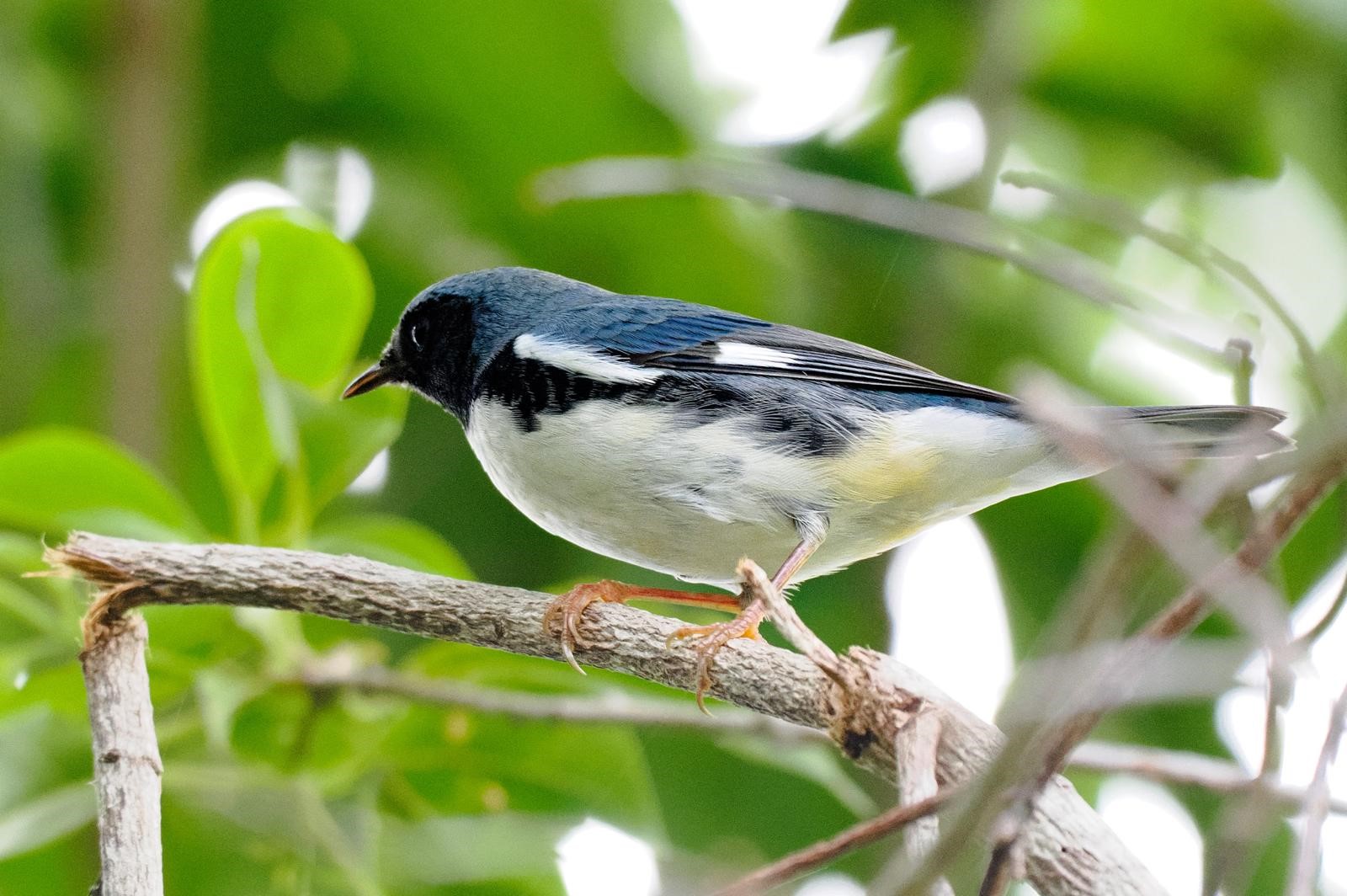 The Black-throated Blue Warbler is also a rare sight on Grand Cayman but was seen here this week Photo: Tonja Wight