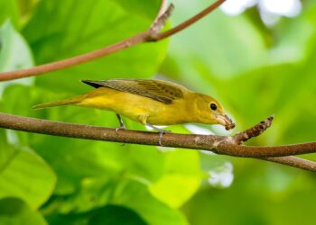 Rare birds flock to Cayman in wake of Hurricane Helene