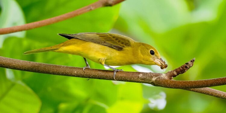 Rare birds flock to Cayman in wake of Hurricane Helene