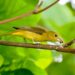 Rare birds flock to Cayman in wake of Hurricane Helene