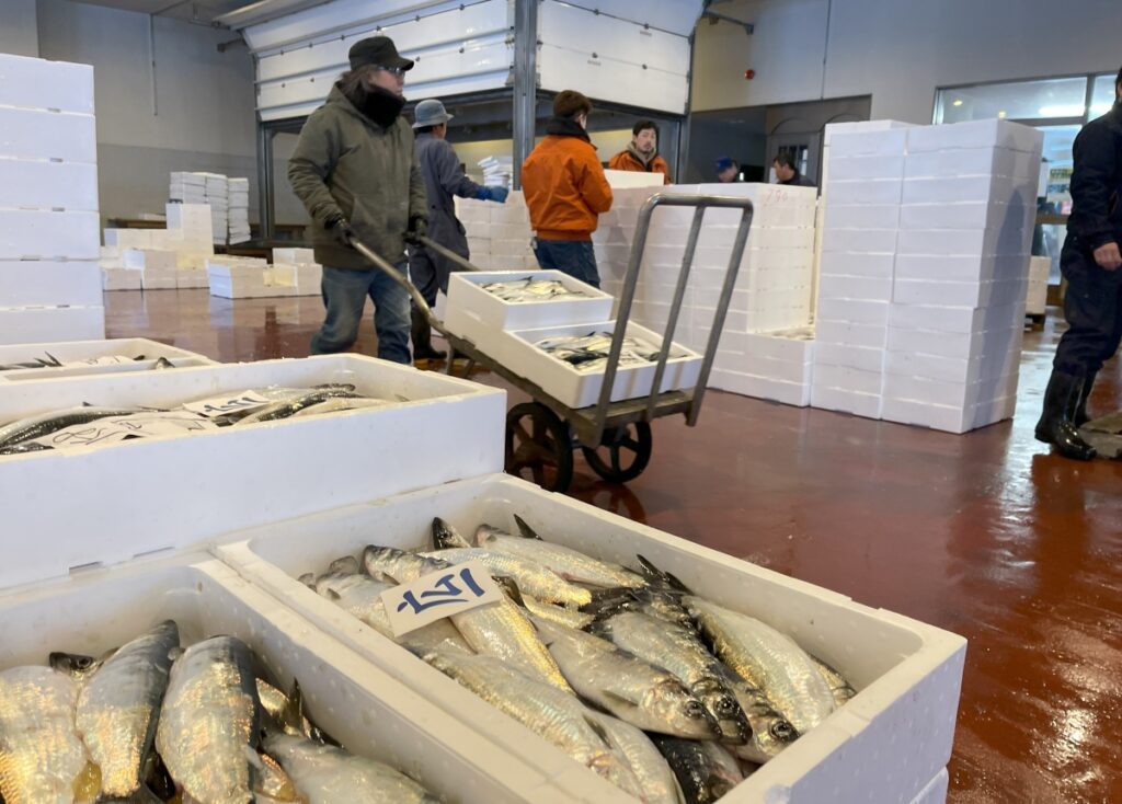 While local herring are more affordable and accessible in Japan, some still look to Alaska for eggs