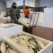 While local herring are more affordable and accessible in Japan, some still look to Alaska for eggs