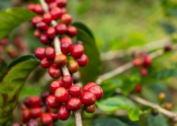 Arizona's Press Coffee Buys 70 Hectare Panama Farm October 2024