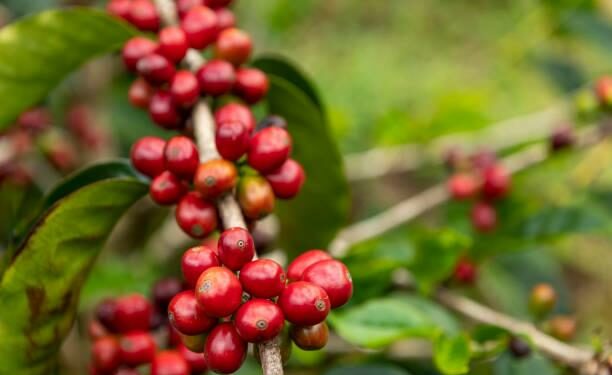 Arizona's Press Coffee Buys 70 Hectare Panama Farm October 2024