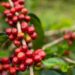Arizona's Press Coffee Buys 70 Hectare Panama Farm October 2024