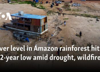 River level in Amazon rainforest hits 122-year low amid drought, wildfires