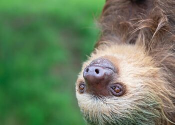 Brain-swelling 'sloth' fever could be caught via SEX as cases detected in Europe for first time